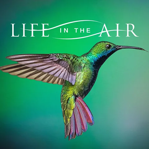 Life in the Air
