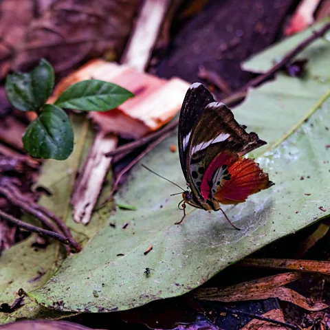 Ali Lucas-Chee The newly recognised Unesco World Heritage site is celebrated for its rare wildlife and biodiversity (Credit: Ali Lucas-Chee)
