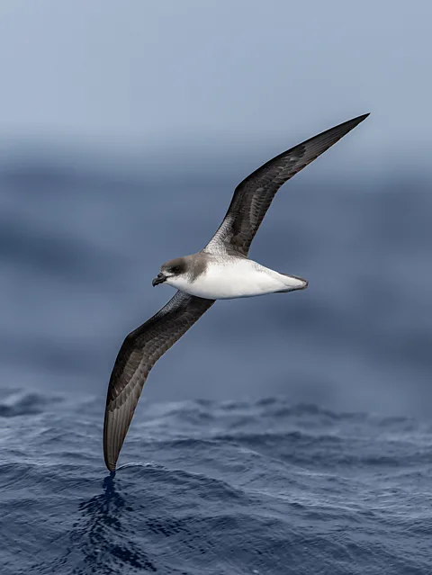 Kirk Zufelt This pigeon-sized seabird seeks out hurricanes and flies "amidst the madness of the storm", says researcher Francesco Ventura (Credit: Kirk Zufelt)