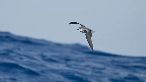Alamy Desertas petrels are masters of energy efficiency and make the some of the longest foraging journeys of any species (Credit: Alamy)