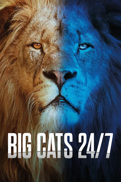 Big Cats 24/7