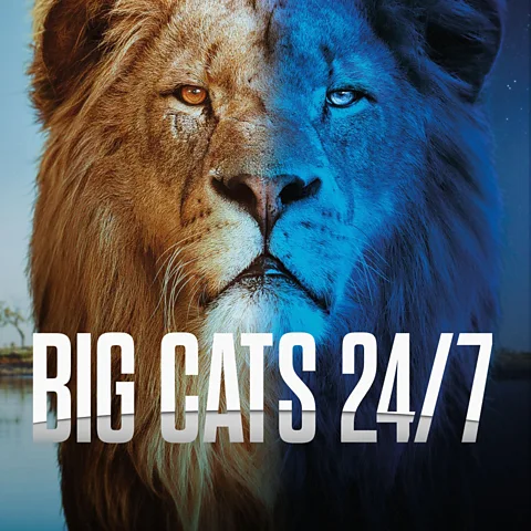 Big Cats 24/7