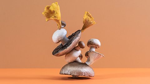 Different mushrooms piled high on each other with a brown-orange background