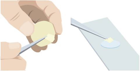 A hand taking a layer of cells from an onion, and placing it on a glass slide.