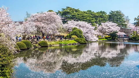 Alamy Hanami is magical in Tokyo; especially at the Shinjuku Gyoen Garden with its 900 cherry trees (Credit: Alamy)