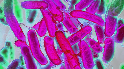 Getty Images While most bacteria found on toothbrushes come from our mouths, some unwelcome guests like E. coli can find their way onto them too (Credit: Getty Images)