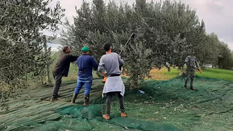 Adriana Calvaruso Harvesting olives is strenuous work, but ultimately rewarding (Credit: Adriana Calvaruso)