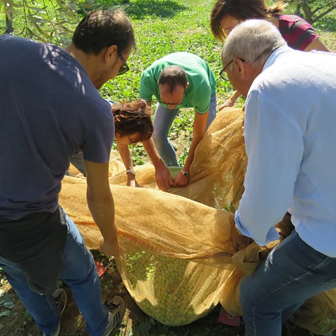 Adriana Calvaruso Each autumn, rural Italian families dedicate themselves to the olive harvest (Credit: Adriana Calvaruso)
