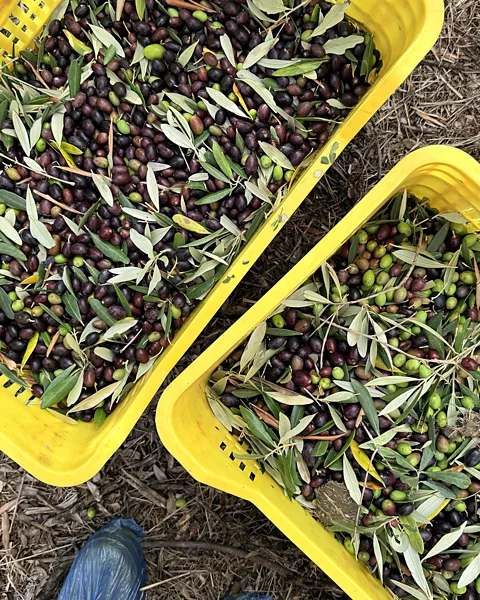 Angela Davis The olives are harvested using ancient techniques (Credit: Angela Davis)
