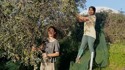 Bio Agriturismo Reggioli Participating in the olive harvest is a moment of connection for families as well as for people who've never met (Credit: Bio Agriturismo Reggioli)
