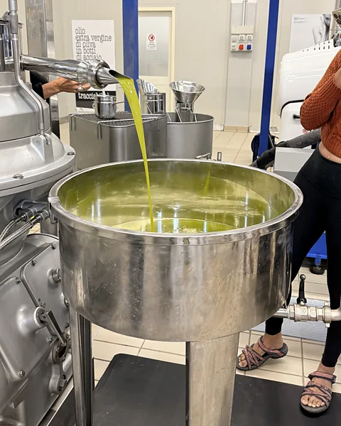 Angela Davis After the harvest, olives are hauled to a local mill to be turned into pure EVOO (Credit: Angela Davis)