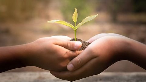 A pair of young hands cusp a small plant which is held up by soil.