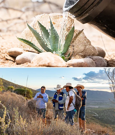 Horizonline Pictures/ Bat Conservation International/ Ruben Galicia Conservationists are planting agaves in the nectar corridor that bats migrate through (Credit: Horizonline Pictures/ Bat Conservation International/ Ruben Galicia)