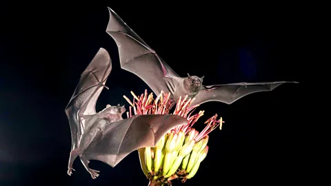 Alamy Long-tongued bats feed on the nectar of agave plants (Credit: Alamy)