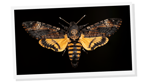A brown and yellow moth on a black background, with its wings spread and a skull shape on its back