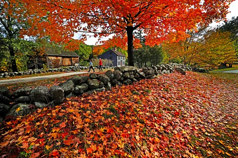 Getty Images Eastern North America boasts more tree species that produce vivid red colours than are to be found in Northern Europe, where yellow autumn leaves dominate (Credit: Getty Images)
