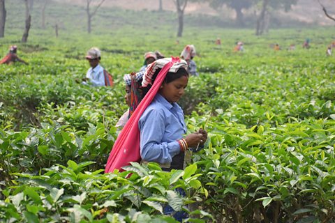 Tea picker, Assam, India