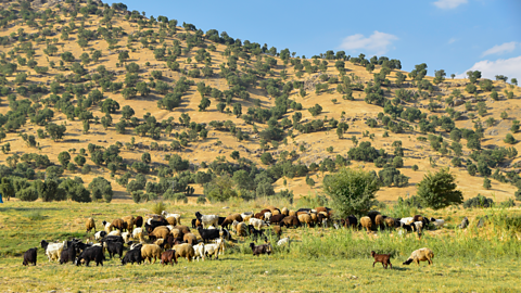 Sheep and goats in a farmers field in Iraq.