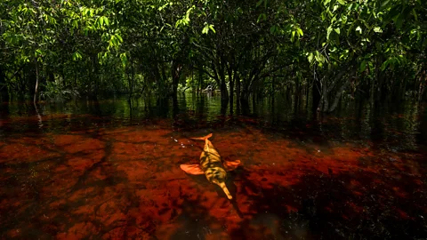 Thomas Peschak A pink river dolphin swims among the trees in the Amazon River in Rio Negro, Brazil (Credit: Thomas Peschak)