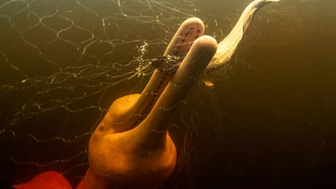 Thomas Peschak The river dolphins are both feared and revered by indigenous communities living in the Amazon (Credit: Thomas Peschak)