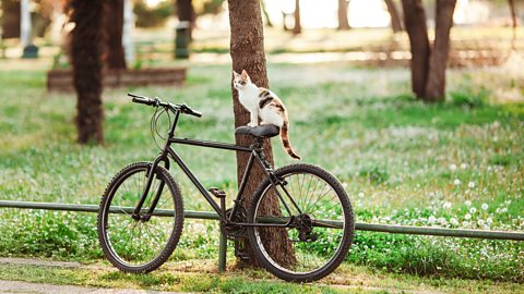 A white, orange and black cat sits proudly on the saddle of a bike resting against a tree in a public park