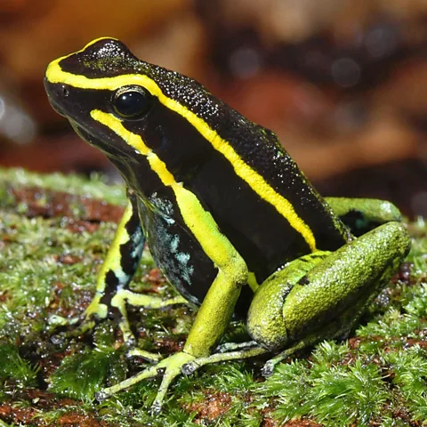 Hirampereira/ iNaturalist The three-striped poison frog (Ameerega trivittata) has developed its toxins as a defence against predators (Credit: Hirampereira/ iNaturalist)