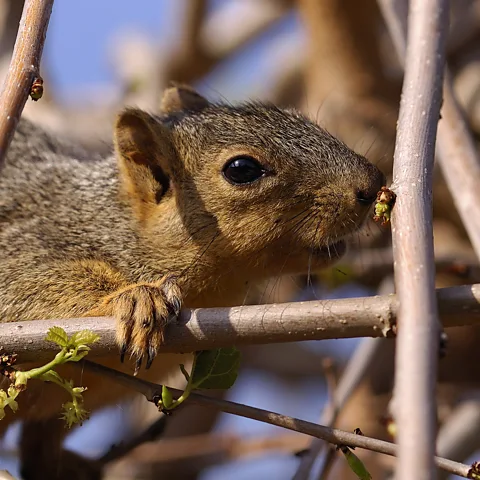 Getty Images The California ground squirrel has evolved an array of countermeasures to rattlesnake venom (Credit: Getty Images)