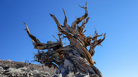 The ancient Great Basin bristlecone pine named Methuselah on a sunny day in the White Mountains of California, USA. It is a very light coloured wood and has no leaves. It's trunk and branches are thick and in a twisted shape