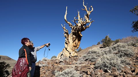 Tourists, one holding a camera and both wearing sunglasses, look up and point at Methuselah, the oldest named individual tree in the world. The tree is in the White Mountains of California, surrounded by dry land and rocks. The tree is a pale wooden colour and twisted in shape with no leaves