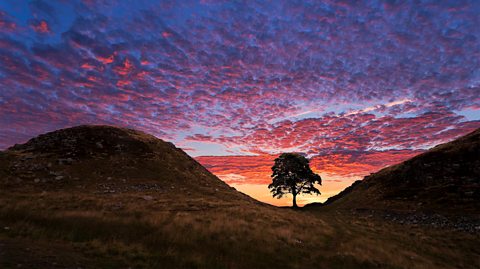 Northumberland's Sycamore Gap standing tall in a natural dip in the landscape alongside Hadrian's Wall. This photo was taken at sunset, showing pink skies and clouds and the silhouette of the tree in the distance