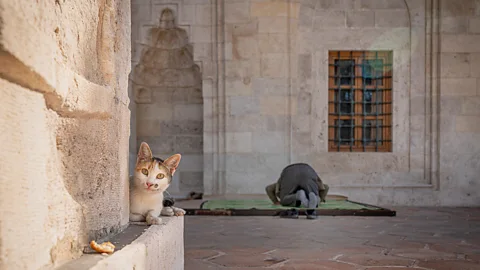 Marcel Heijnen Istanbul is home to an estimated 250,000 stray cats, who wander freely through mosques, markets and neighbourhood courtyards (Credit: Marcel Heijnen)