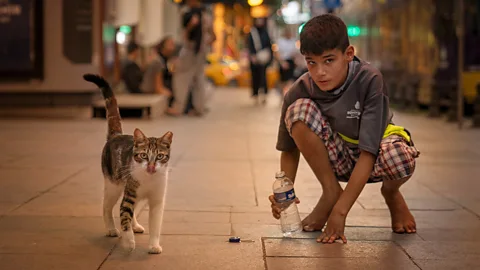 Marcel Heijnen The city's nickname,"Catstanbul", is widely used by feline fanciers around the world (Credit: Marcel Heijnen)