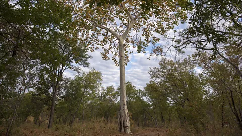 Getty Images Forest preservation projects form part of a system of carbon offset credits, but have been criticised for failing to force companies to reduce emissions (Credit: Getty Images)