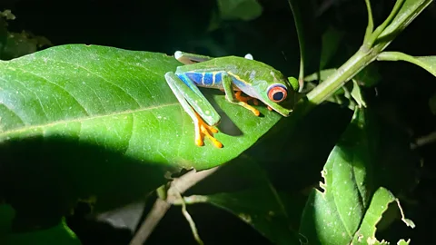 Mizuki Uchiyama Butterflies have kick-started the forest's wildlife regeneration (Credit: Mizuki Uchiyama)