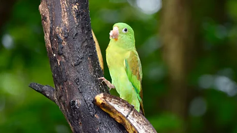 Mizuki Uchiyama As butterflies have returned, so have many bird species, such as the orange-chinned parakeet (Credit: Mizuki Uchiyama)