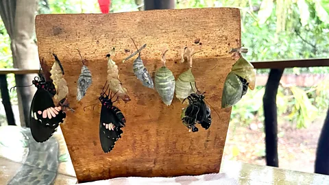 Mizuki Uchiyama Pierella was one of the first butterfly breeders in Costa Rica to adopt sustainable methods (Credit: Mizuki Uchiyama)