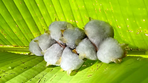 Mizuki Uchiyama A family of Honduran white bats cluster beneath a leaf at Pierella (Credit: Mizuki Uchiyama)