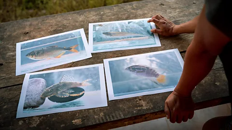 Karen Toro Members of the Shuar nation documented 144 fish species, including these four. The two at the bottom had not been found in Ecuador before (Credit: Karen Toro)