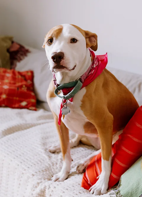 Madeleine Jett Music with a slow tempo and not too much heavy percussion appears to be the most soothing to dogs (Credit: Madeleine Jett)