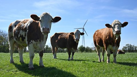 Three brown and white cows stand on grass in a field, with blue skies overhead