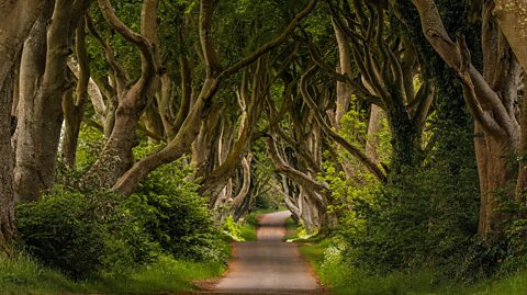 Dark Hedges, Antrim Coast, Northern Ireland. Picture shows the avenue of beech trees with green leaves which create a tunnel like shape over the road