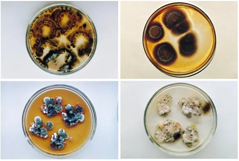 Elsevier/ Zhdanova et al. 2000 Cultures found in the fourth unit at Chernobyl, including Cladosporium sphaerospermum. The top right dish clearly shows melanisation (Credit: Elsevier/ Zhdanova et al. 2000)