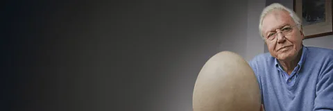 Attenborough and the Giant Egg