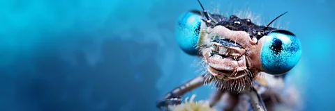 Life in the Undergrowth