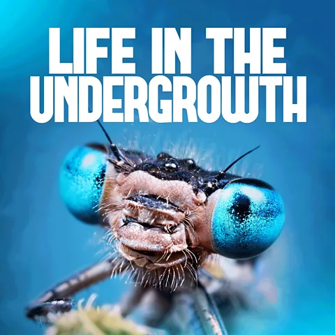 Life in the Undergrowth