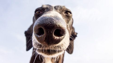 Close-up view of a dog’s nose and face taken from a low-angle perspective against a bright sky background