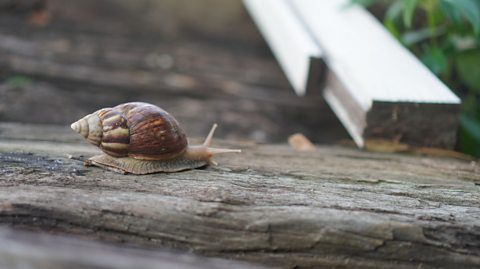 A snail moving along a piece of wood