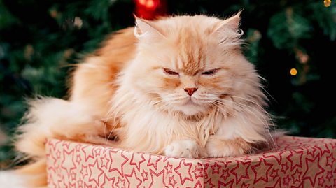 Fluffy cream-colored cat resting on wrapped Christmas presents in front of a decorated tree with ornaments