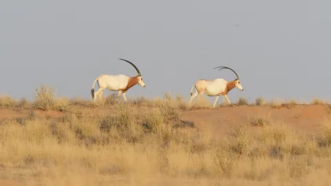 Sahara Conservation Two scimitar-horned oryx walk on the horizon of a dry grassy landscape (Credit: Sahara Conservation)