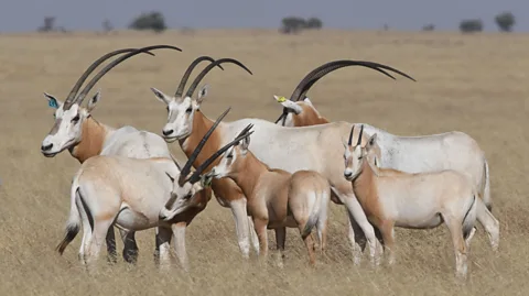 Sahara Conservation It's hoped that careful management of the scimitar-horned oryx could help replenish the grasslands it feeds on (Credit: Sahara Conservation)
